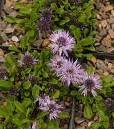 Globularia cordifolia