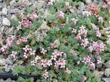Asperula boissieri