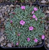 Dianthus subacaulis "Vera"