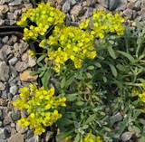 Alyssum aizoides  -  Zwerg-Steinkraut