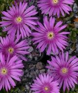 Delosperma obtusum