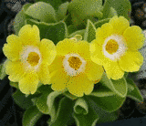 Primula auricula "Werner Müller"