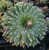 Saxifraga longifolia - Königssteinbrech