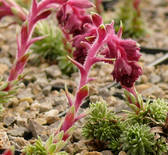 Saxifraga x biasolettoi „Schmulleri“