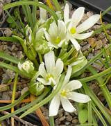 Ornithogalum sibthopii - Stängelloser Milchstern