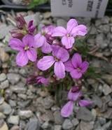 Erysimum amoenum