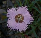 Dianthus plumarius ssp. blandus - Schöne Federnelke