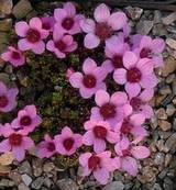 Saxifraga  oppositifolia  "Bretzenberg" - Gegenblättriger Steinbrech