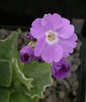 Primula marginata "Linda Pope"