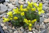 Draba brunifolia ssp. olympica