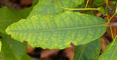 Christbaumchlorose an Rhododendron