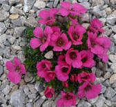 Saxifraga „Satchmo“