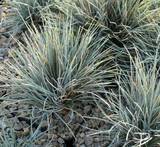 Festuca cinerea-valesiaca Zwergenkönig - Zwerg-Blauschwingel
