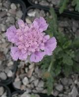 Scabiosa crenata ssp. breviscapa