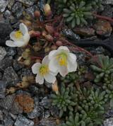 Talinum okanoganense