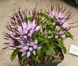 Physoplexis comosa