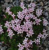 Asperula gussonii