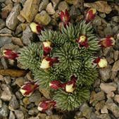 Saxifraga X boydii 'Pilatus' - Frühlingssteinbrech