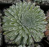 Saxifraga longifolia - Königssteinbrech