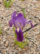 Iris lutescens - blauer Typ