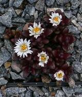 Delosperma davyi (ex. Sani-Paß)