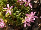 Dianthus arpadianus var. humilis