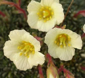 Saxifraga x boydii Sulphurea