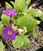 Primula marginata "Beamish Variety"