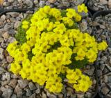 Draba bryoides