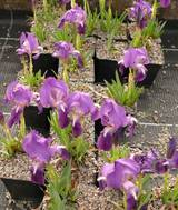 Iris lutescens - Bestand bei floramontana