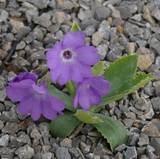 Primula marginata "Madonna di Finestra"