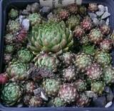 Jovibarba globifera ssp. hirta - Stoderzinken