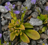 Eisenmangel bei Polygala