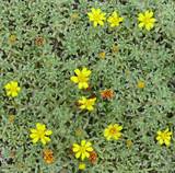 Heterotheca pumila