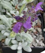 Salvia daghestanica  -  Bergsalbei