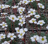 Saxifraga x salmonica Salmonii