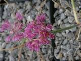 Allium kurtzianum  -  Zwerglauch