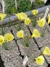 Narcissus romieuxii ssp. romieuxii "Julia Jane" im Gewächshaus Anfang März