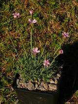 Dianthus arpadianus var. pumilus