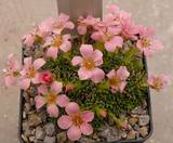 Saxifraga  ‚Peach Melba‘
