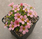 Saxifraga „Peach Melba“
