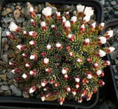 Saxifraga x abingdonensis „Judith Shackleton“