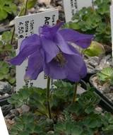 Aquilegia bertoloni in einem 7cm-Topf