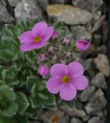 Androsace sarmentosa