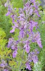 Teucrium orientale