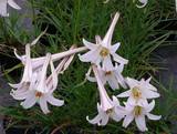 Lilium formosum var. pricei - Kleine Formosa-Lilie