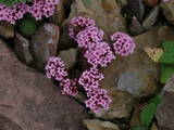 Sedum pilosum