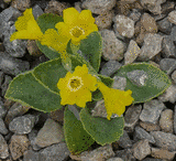 Primula auricula "Mangart"