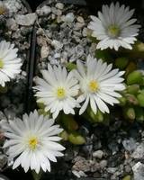 Delosperma karooensis "Graaf Reinet"