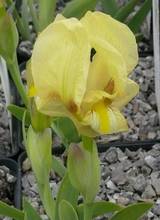 Iris schachtii